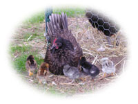 Peep & her chicks